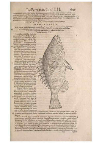 Reproducción/Reproduction 15382519969: Conradi Gesneri medici Tigurini Historiae animalium liber IV :. Francofurti :In Bibliopolio Andreae Cambieri,anno MDCIIII [1604]