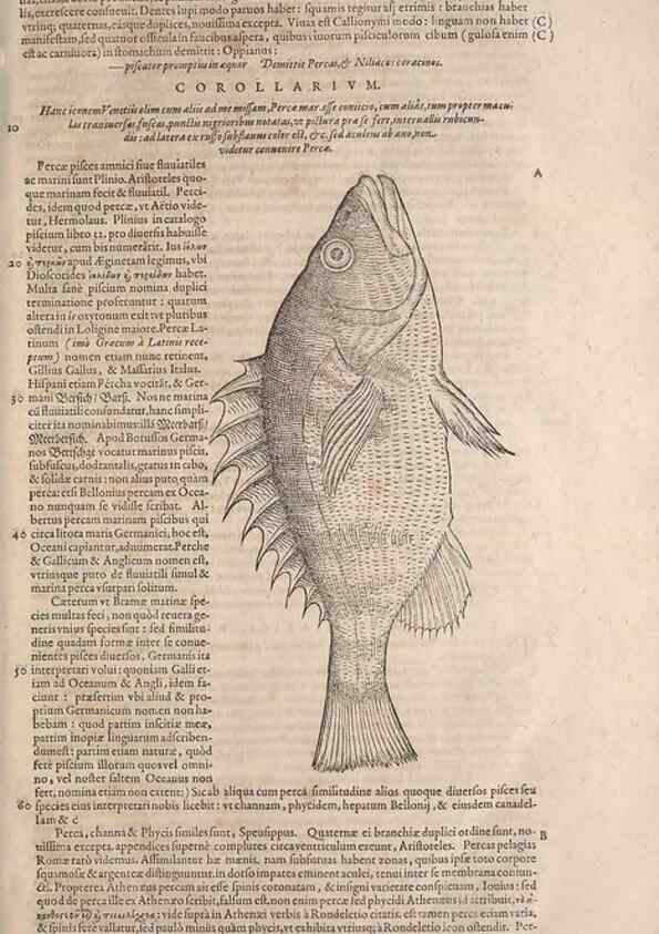 Reproducción/Reproduction 15382519969: Conradi Gesneri medici Tigurini Historiae animalium liber IV :. Francofurti :In Bibliopolio Andreae Cambieri,anno MDCIIII [1604]