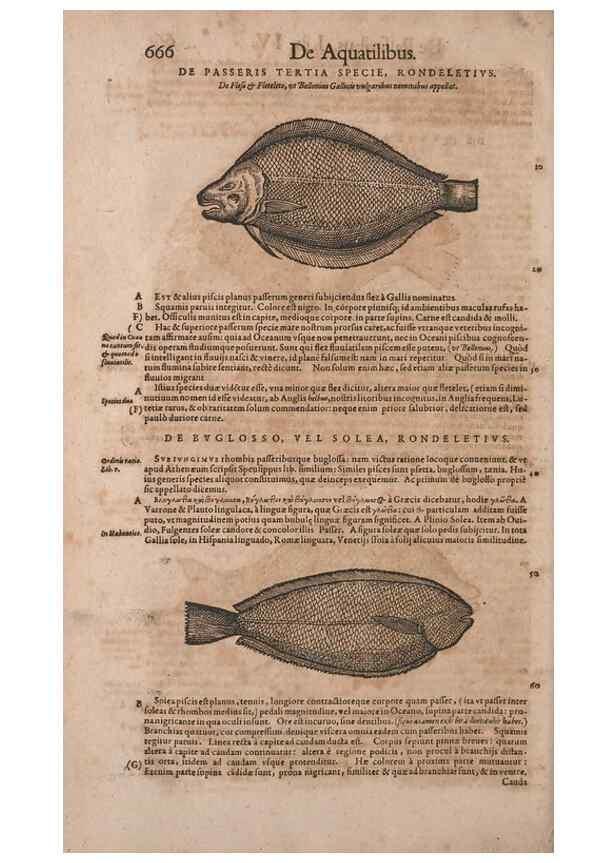 Reproducción/Reproduction 14948374984: Conradi Gesneri medici Tigurini Historiae animalium liber IV :. Francofurti :In Bibliopolio Andreae Cambieri,anno MDCIIII [1604]