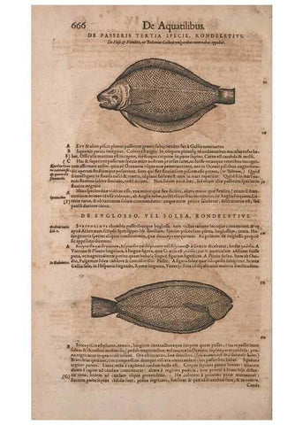 Reproducción/Reproduction 14948374984: Conradi Gesneri medici Tigurini Historiae animalium liber IV :. Francofurti :In Bibliopolio Andreae Cambieri,anno MDCIIII [1604]