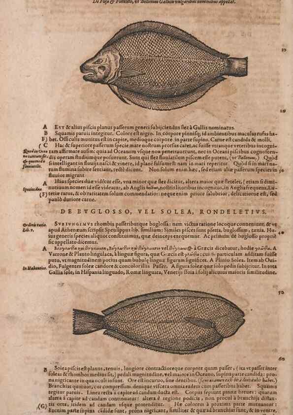 Reproducción/Reproduction 14948374984: Conradi Gesneri medici Tigurini Historiae animalium liber IV :. Francofurti :In Bibliopolio Andreae Cambieri,anno MDCIIII [1604]