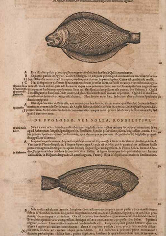 Reproducción/Reproduction 14948374984: Conradi Gesneri medici Tigurini Historiae animalium liber IV :. Francofurti :In Bibliopolio Andreae Cambieri,anno MDCIIII [1604]