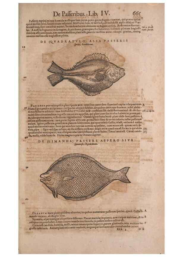 Reproducción/Reproduction 15569125145: Conradi Gesneri medici Tigurini Historiae animalium liber IV :. Francofurti :In Bibliopolio Andreae Cambieri,anno MDCIIII [1604]