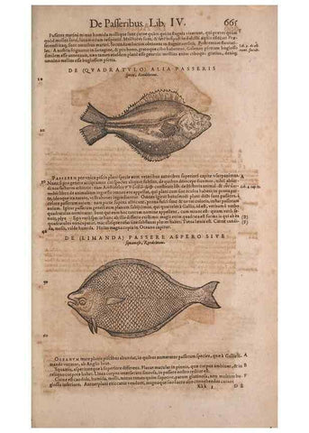 Reproducción/Reproduction 15569125145: Conradi Gesneri medici Tigurini Historiae animalium liber IV :. Francofurti :In Bibliopolio Andreae Cambieri,anno MDCIIII [1604]