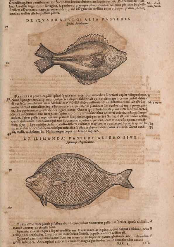 Reproducción/Reproduction 15569125145: Conradi Gesneri medici Tigurini Historiae animalium liber IV :. Francofurti :In Bibliopolio Andreae Cambieri,anno MDCIIII [1604]
