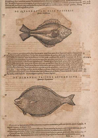 Reproducción/Reproduction 15569125145: Conradi Gesneri medici Tigurini Historiae animalium liber IV :. Francofurti :In Bibliopolio Andreae Cambieri,anno MDCIIII [1604]