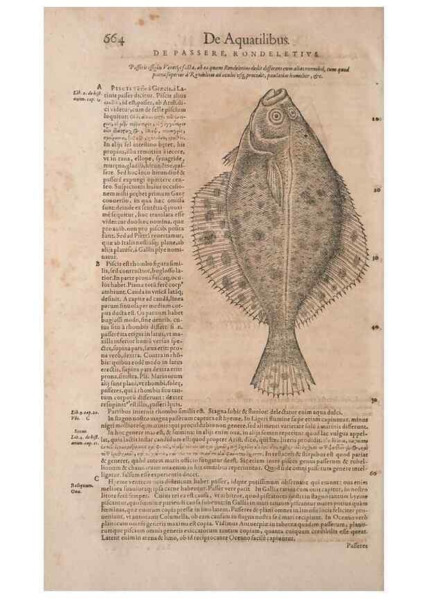 Reproducción/Reproduction 14948371044: Conradi Gesneri medici Tigurini Historiae animalium liber IV :. Francofurti :In Bibliopolio Andreae Cambieri,anno MDCIIII [1604]