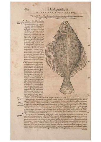 Reproducción/Reproduction 14948371044: Conradi Gesneri medici Tigurini Historiae animalium liber IV :. Francofurti :In Bibliopolio Andreae Cambieri,anno MDCIIII [1604]