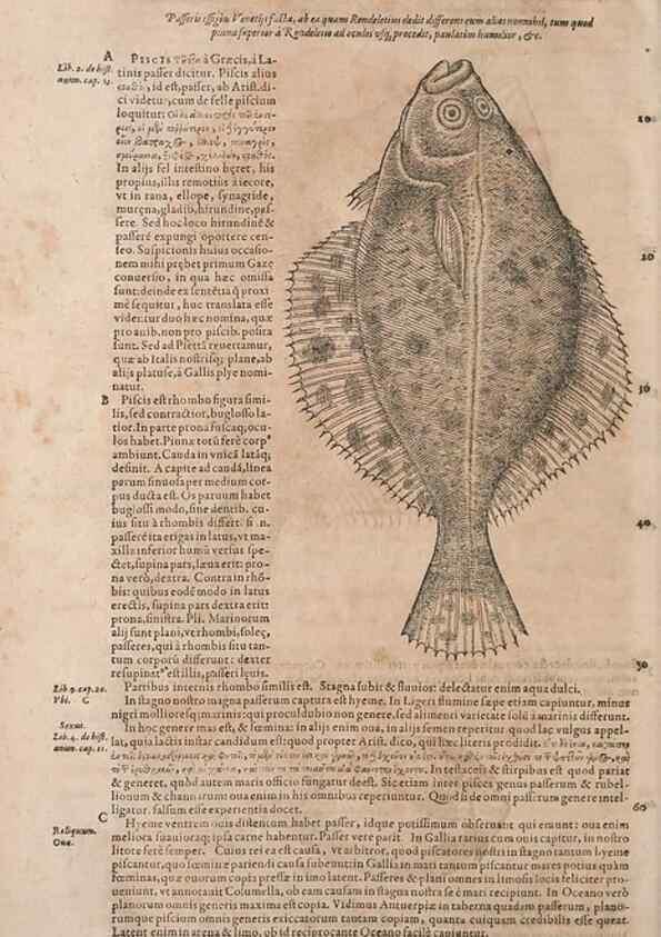 Reproducción/Reproduction 14948371044: Conradi Gesneri medici Tigurini Historiae animalium liber IV :. Francofurti :In Bibliopolio Andreae Cambieri,anno MDCIIII [1604]