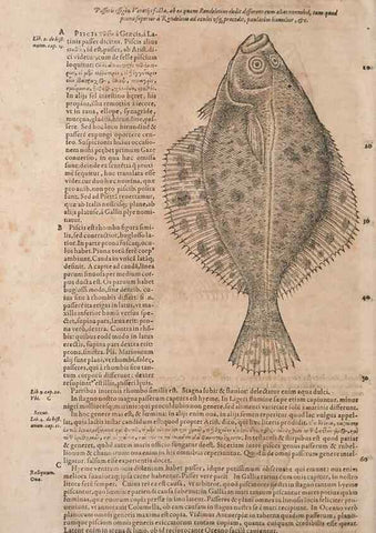 Reproducción/Reproduction 14948371044: Conradi Gesneri medici Tigurini Historiae animalium liber IV :. Francofurti :In Bibliopolio Andreae Cambieri,anno MDCIIII [1604]