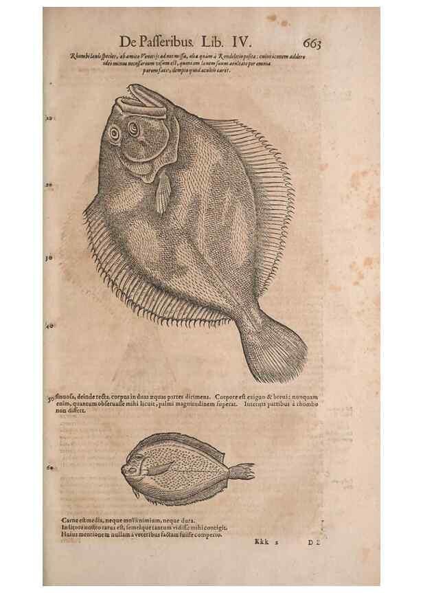 Reproducción/Reproduction 15383111117: Conradi Gesneri medici Tigurini Historiae animalium liber IV :. Francofurti :In Bibliopolio Andreae Cambieri,anno MDCIIII [1604]
