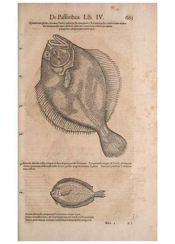 Reproducción/Reproduction 15383111117: Conradi Gesneri medici Tigurini Historiae animalium liber IV :. Francofurti :In Bibliopolio Andreae Cambieri,anno MDCIIII [1604]