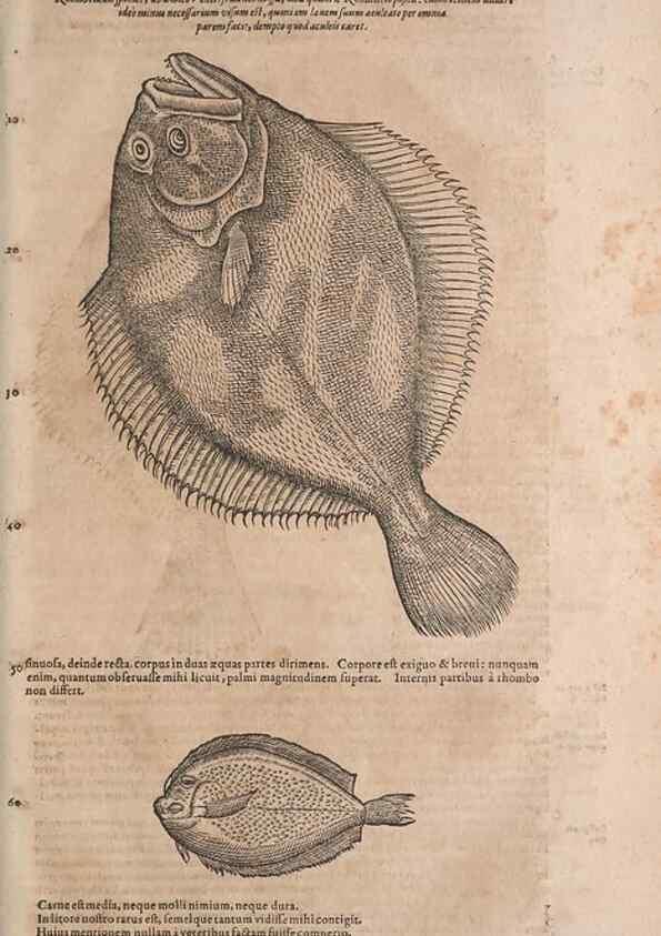 Reproducción/Reproduction 15383111117: Conradi Gesneri medici Tigurini Historiae animalium liber IV :. Francofurti :In Bibliopolio Andreae Cambieri,anno MDCIIII [1604]