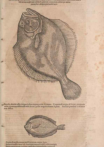 Reproducción/Reproduction 15383111117: Conradi Gesneri medici Tigurini Historiae animalium liber IV :. Francofurti :In Bibliopolio Andreae Cambieri,anno MDCIIII [1604]
