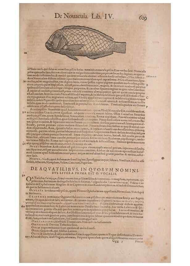 Reproducción/Reproduction 15569087155: Conradi Gesneri medici Tigurini Historiae animalium liber IV :. Francofurti :In Bibliopolio Andreae Cambieri,anno MDCIIII [1604]