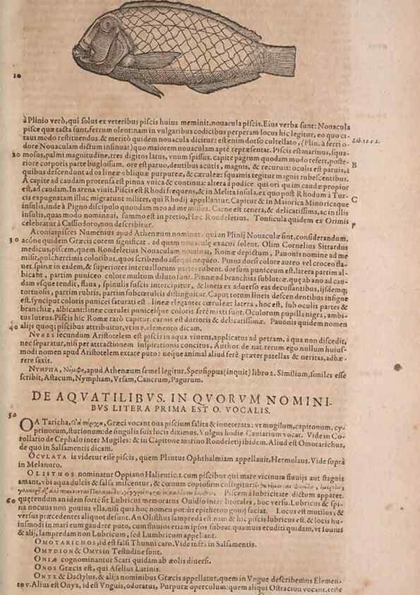 Reproducción/Reproduction 15569087155: Conradi Gesneri medici Tigurini Historiae animalium liber IV :. Francofurti :In Bibliopolio Andreae Cambieri,anno MDCIIII [1604]