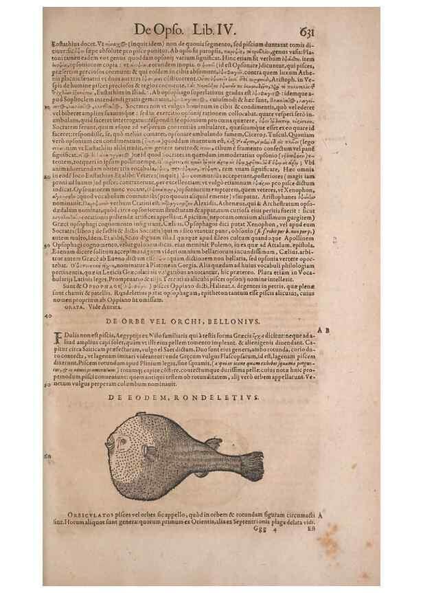 Reproducción/Reproduction 15382454559: Conradi Gesneri medici Tigurini Historiae animalium liber IV :. Francofurti :In Bibliopolio Andreae Cambieri,anno MDCIIII [1604]