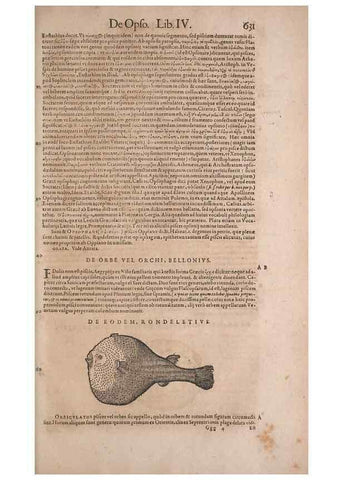 Reproducción/Reproduction 15382454559: Conradi Gesneri medici Tigurini Historiae animalium liber IV :. Francofurti :In Bibliopolio Andreae Cambieri,anno MDCIIII [1604]