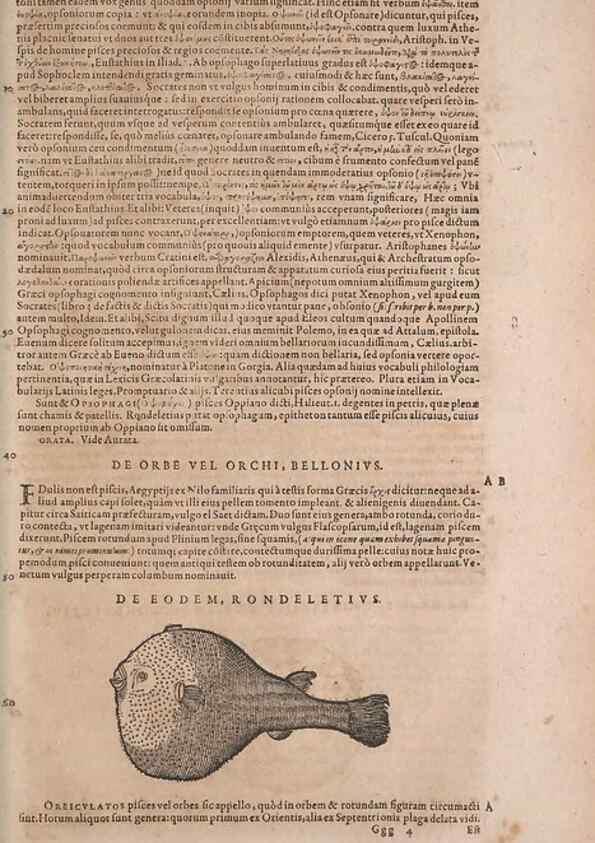 Reproducción/Reproduction 15382454559: Conradi Gesneri medici Tigurini Historiae animalium liber IV :. Francofurti :In Bibliopolio Andreae Cambieri,anno MDCIIII [1604]