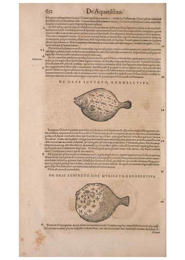 Reproducción/Reproduction 15383081527: Conradi Gesneri medici Tigurini Historiae animalium liber IV :. Francofurti :In Bibliopolio Andreae Cambieri,anno MDCIIII [1604]
