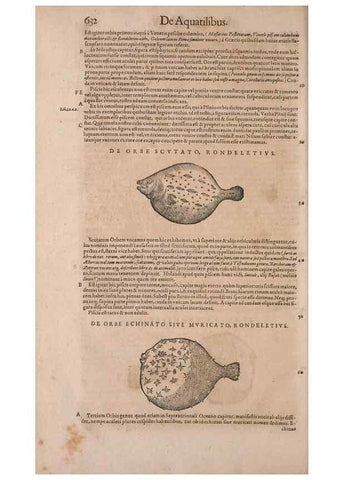 Reproducción/Reproduction 15383081527: Conradi Gesneri medici Tigurini Historiae animalium liber IV :. Francofurti :In Bibliopolio Andreae Cambieri,anno MDCIIII [1604]