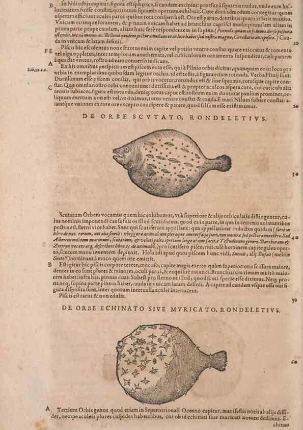 Reproducción/Reproduction 15383081527: Conradi Gesneri medici Tigurini Historiae animalium liber IV :. Francofurti :In Bibliopolio Andreae Cambieri,anno MDCIIII [1604]