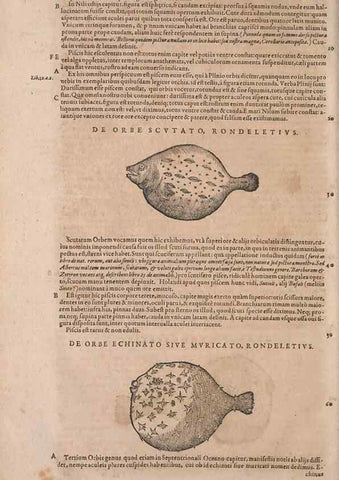 Reproducción/Reproduction 15383081527: Conradi Gesneri medici Tigurini Historiae animalium liber IV :. Francofurti :In Bibliopolio Andreae Cambieri,anno MDCIIII [1604]