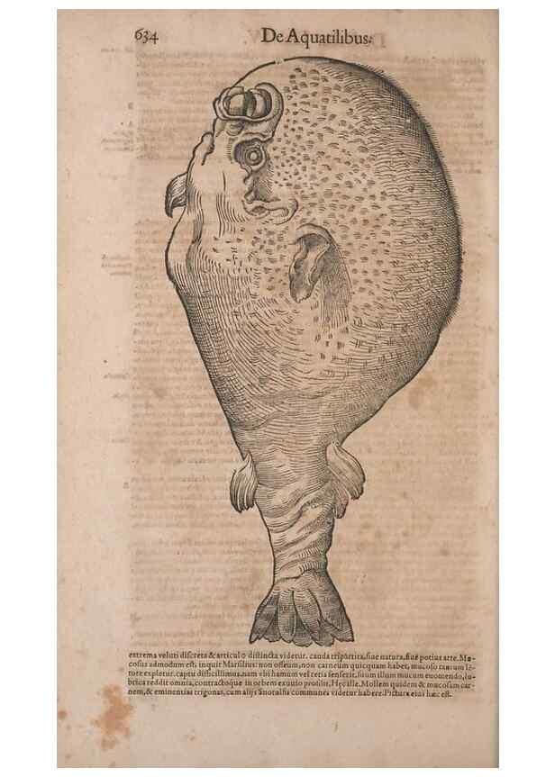 Reproducción/Reproduction 15383459320: Conradi Gesneri medici Tigurini Historiae animalium liber IV :. Francofurti :In Bibliopolio Andreae Cambieri,anno MDCIIII [1604]