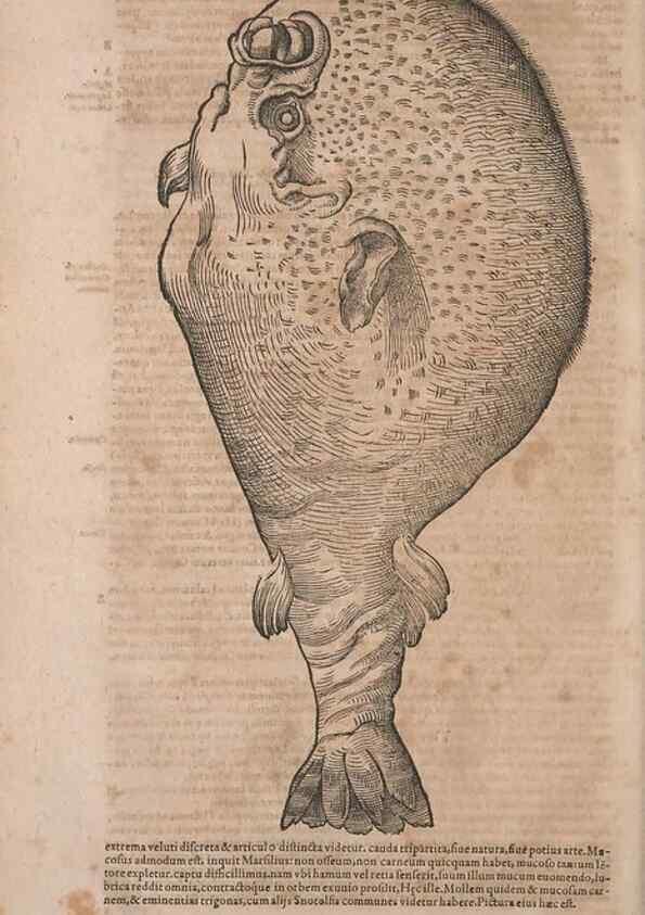 Reproducción/Reproduction 15383459320: Conradi Gesneri medici Tigurini Historiae animalium liber IV :. Francofurti :In Bibliopolio Andreae Cambieri,anno MDCIIII [1604]