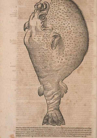 Reproducción/Reproduction 15383459320: Conradi Gesneri medici Tigurini Historiae animalium liber IV :. Francofurti :In Bibliopolio Andreae Cambieri,anno MDCIIII [1604]