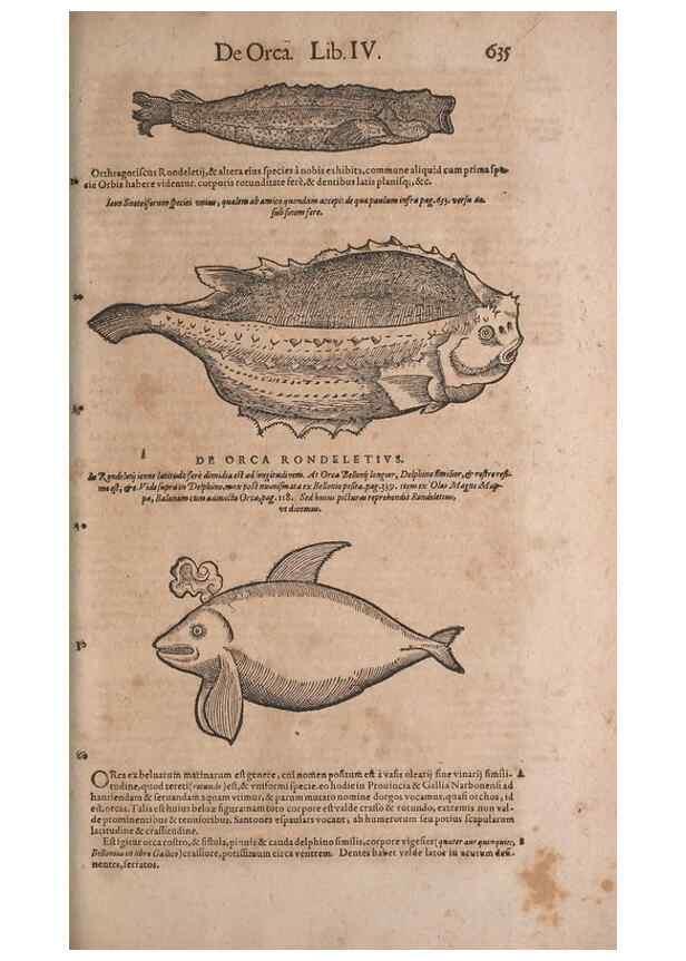 Reproducción/Reproduction 15545390306: Conradi Gesneri medici Tigurini Historiae animalium liber IV :. Francofurti :In Bibliopolio Andreae Cambieri,anno MDCIIII [1604]