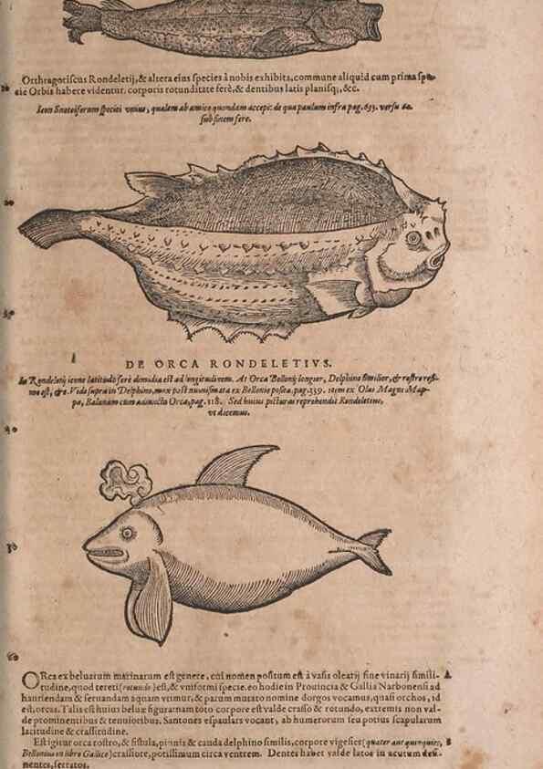 Reproducción/Reproduction 15545390306: Conradi Gesneri medici Tigurini Historiae animalium liber IV :. Francofurti :In Bibliopolio Andreae Cambieri,anno MDCIIII [1604]