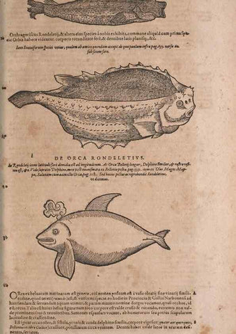 Reproducción/Reproduction 15545390306: Conradi Gesneri medici Tigurini Historiae animalium liber IV :. Francofurti :In Bibliopolio Andreae Cambieri,anno MDCIIII [1604]