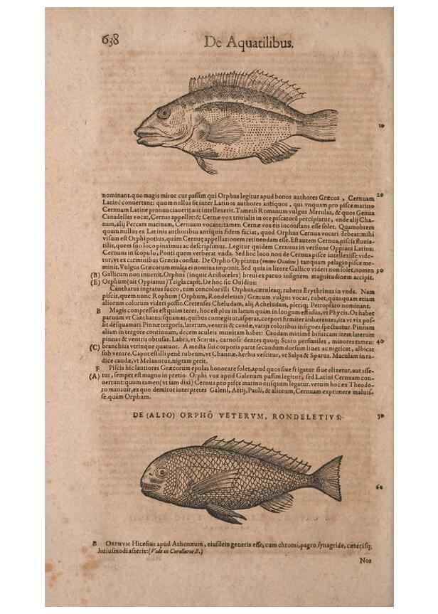 Reproducción/Reproduction 15569097145: Conradi Gesneri medici Tigurini Historiae animalium liber IV :. Francofurti :In Bibliopolio Andreae Cambieri,anno MDCIIII [1604]