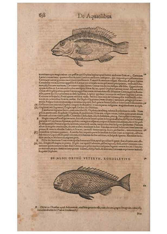 Reproducción/Reproduction 15569097145: Conradi Gesneri medici Tigurini Historiae animalium liber IV :. Francofurti :In Bibliopolio Andreae Cambieri,anno MDCIIII [1604]