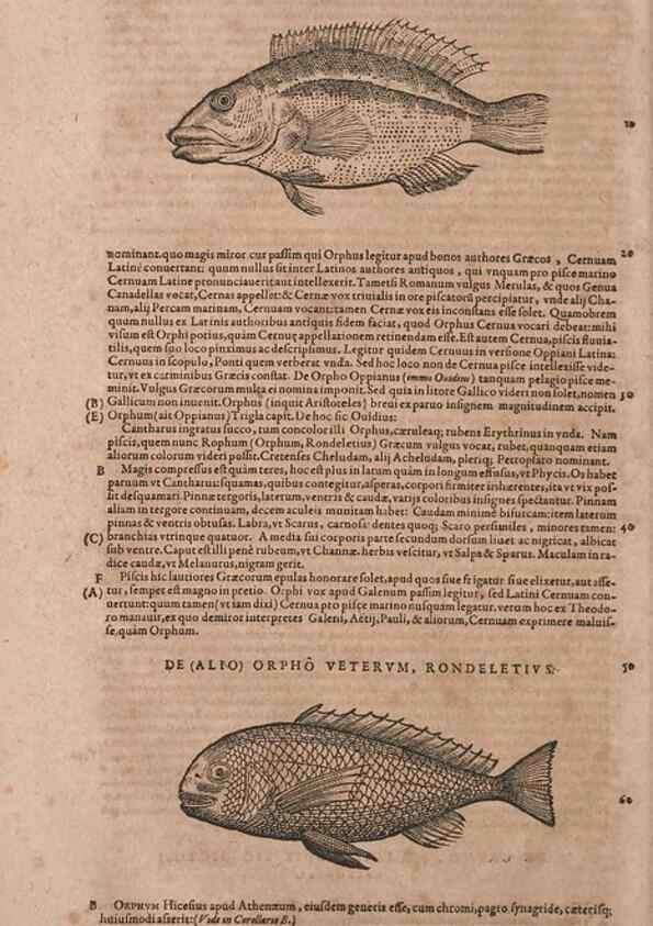 Reproducción/Reproduction 15569097145: Conradi Gesneri medici Tigurini Historiae animalium liber IV :. Francofurti :In Bibliopolio Andreae Cambieri,anno MDCIIII [1604]