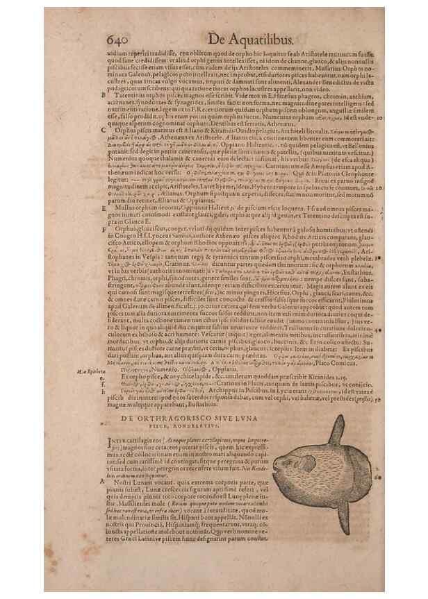 Reproducción/Reproduction 15566425231: Conradi Gesneri medici Tigurini Historiae animalium liber IV :. Francofurti :In Bibliopolio Andreae Cambieri,anno MDCIIII [1604]