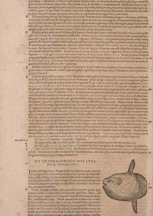 Reproducción/Reproduction 15566425231: Conradi Gesneri medici Tigurini Historiae animalium liber IV :. Francofurti :In Bibliopolio Andreae Cambieri,anno MDCIIII [1604]