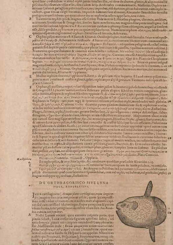 Reproducción/Reproduction 15566425231: Conradi Gesneri medici Tigurini Historiae animalium liber IV :. Francofurti :In Bibliopolio Andreae Cambieri,anno MDCIIII [1604]