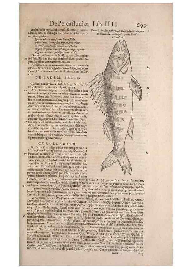 Reproducción/Reproduction 15569997032: Conradi Gesneri medici Tigurini Historiae animalium liber IV :. Francofurti :In Bibliopolio Andreae Cambieri,anno MDCIIII [1604]