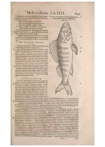 Reproducción/Reproduction 15569997032: Conradi Gesneri medici Tigurini Historiae animalium liber IV :. Francofurti :In Bibliopolio Andreae Cambieri,anno MDCIIII [1604]