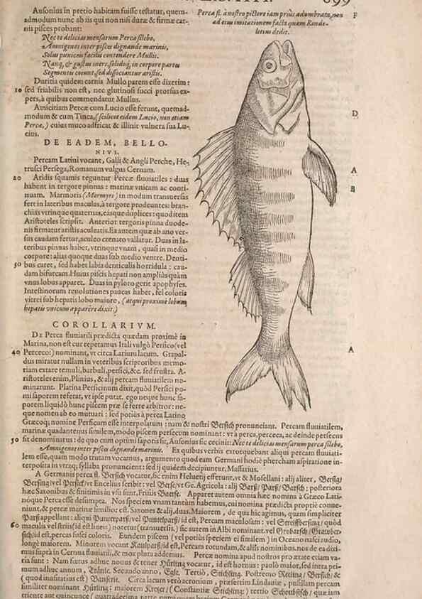 Reproducción/Reproduction 15569997032: Conradi Gesneri medici Tigurini Historiae animalium liber IV :. Francofurti :In Bibliopolio Andreae Cambieri,anno MDCIIII [1604]