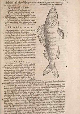 Reproducción/Reproduction 15569997032: Conradi Gesneri medici Tigurini Historiae animalium liber IV :. Francofurti :In Bibliopolio Andreae Cambieri,anno MDCIIII [1604]