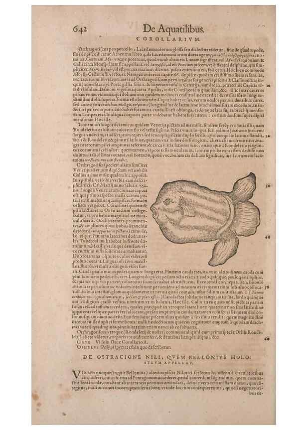 Reproducción/Reproduction 15382466539: Conradi Gesneri medici Tigurini Historiae animalium liber IV :. Francofurti :In Bibliopolio Andreae Cambieri,anno MDCIIII [1604]