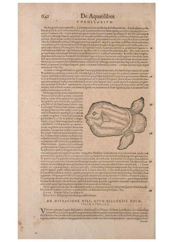 Reproducción/Reproduction 15382466539: Conradi Gesneri medici Tigurini Historiae animalium liber IV :. Francofurti :In Bibliopolio Andreae Cambieri,anno MDCIIII [1604]