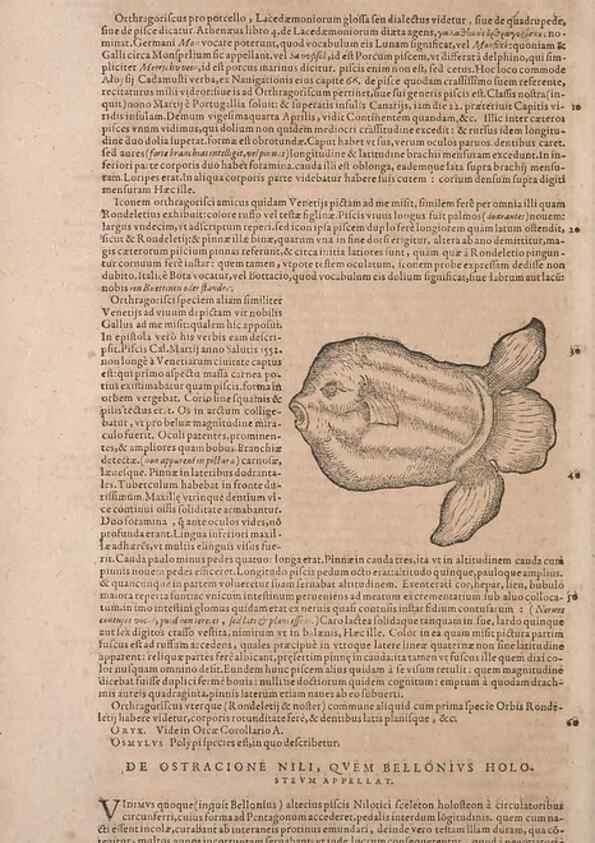 Reproducción/Reproduction 15382466539: Conradi Gesneri medici Tigurini Historiae animalium liber IV :. Francofurti :In Bibliopolio Andreae Cambieri,anno MDCIIII [1604]