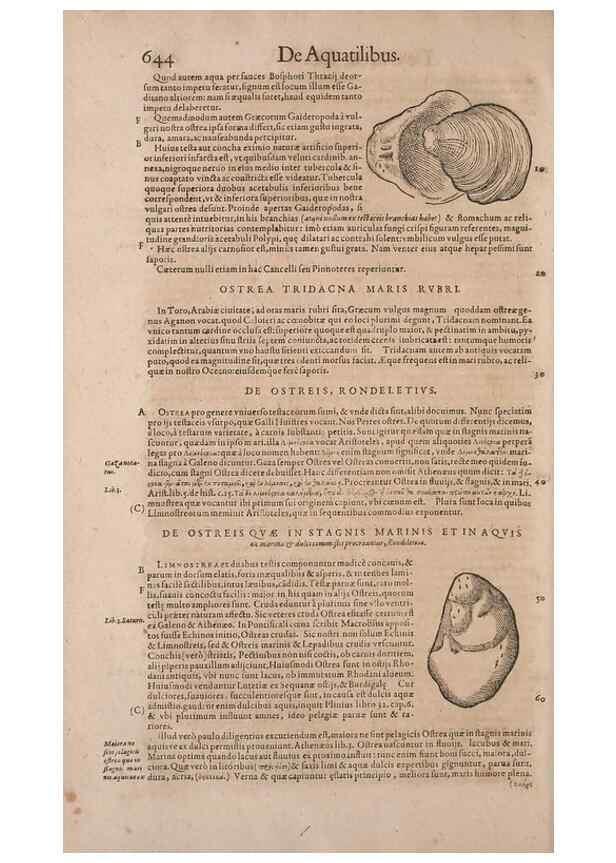 Reproducción/Reproduction 15566431421: Conradi Gesneri medici Tigurini Historiae animalium liber IV :. Francofurti :In Bibliopolio Andreae Cambieri,anno MDCIIII [1604]