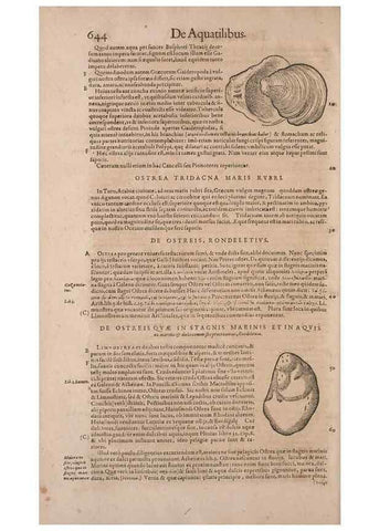 Reproducción/Reproduction 15566431421: Conradi Gesneri medici Tigurini Historiae animalium liber IV :. Francofurti :In Bibliopolio Andreae Cambieri,anno MDCIIII [1604]