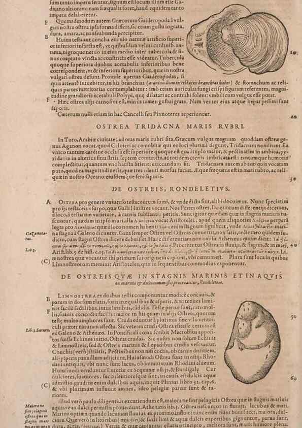 Reproducción/Reproduction 15566431421: Conradi Gesneri medici Tigurini Historiae animalium liber IV :. Francofurti :In Bibliopolio Andreae Cambieri,anno MDCIIII [1604]