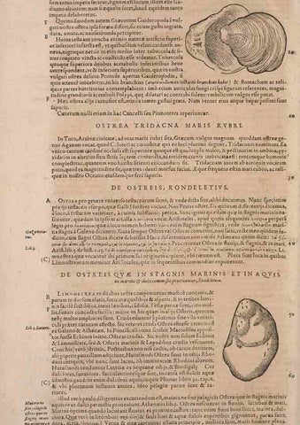 Reproducción/Reproduction 15566431421: Conradi Gesneri medici Tigurini Historiae animalium liber IV :. Francofurti :In Bibliopolio Andreae Cambieri,anno MDCIIII [1604]